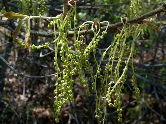 {Quercus boyntonii}